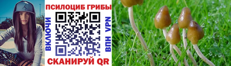 Псилоцибиновые грибы Psilocybe  наркошоп  Лаишево 